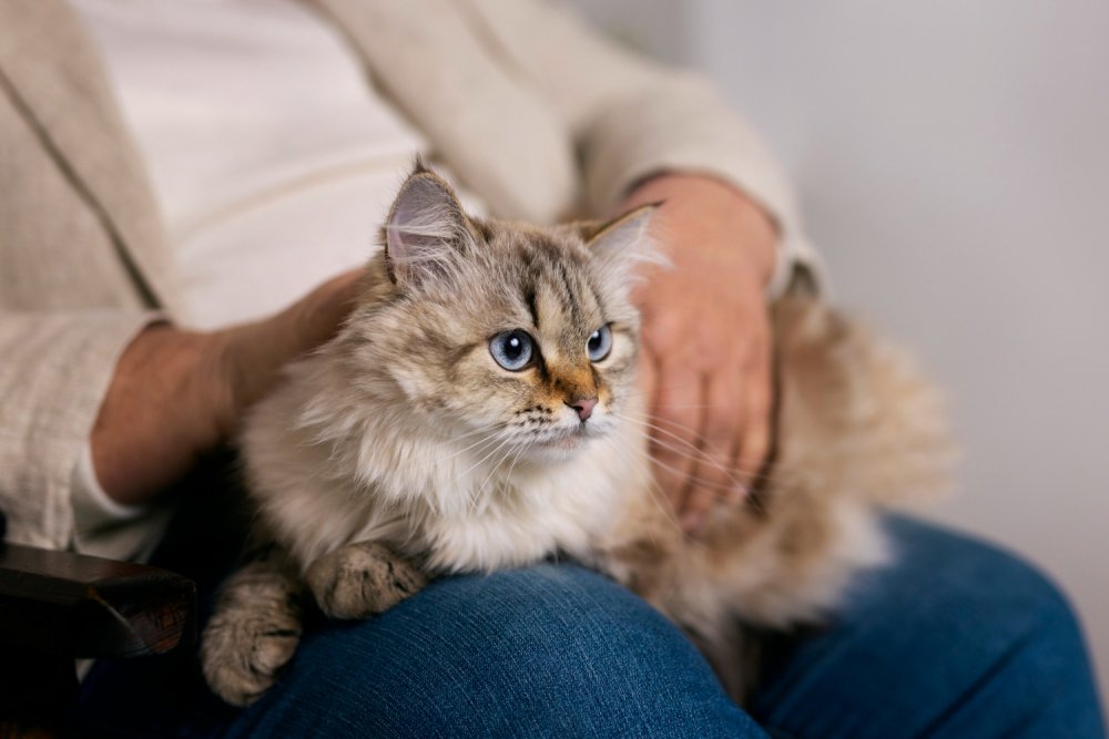 Cat Nutrition: Tips for a Healthy and Balanced Diet